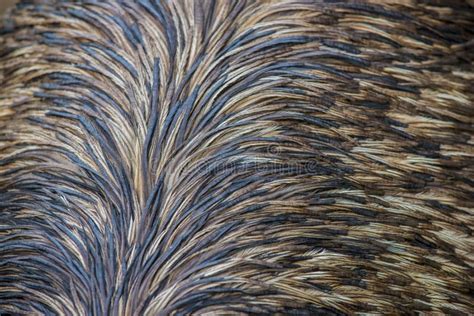 Emu Feathers Pattern Background Stock Image - Image: 36325081