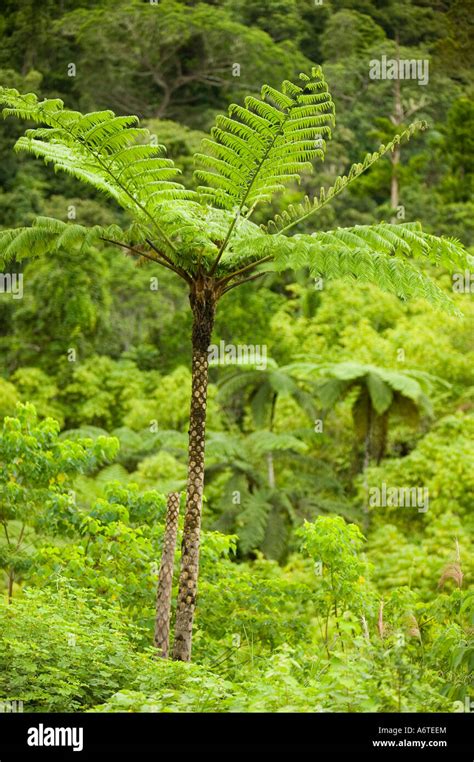 Tree Ferns in Tropical Rainforest on Fiji Stock Photo - Alamy