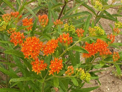 Butterfly Weed Seeds Orange Milkweed Asclepias tuberosa | Etsy