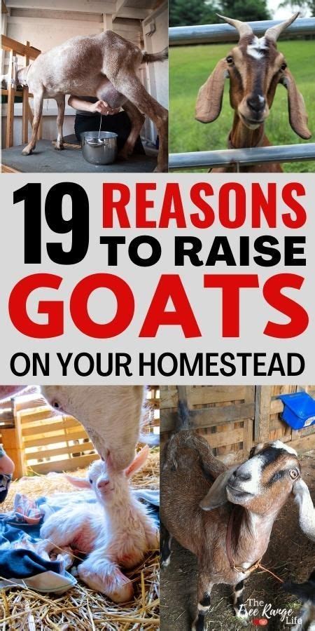 Raising goats – Artofit