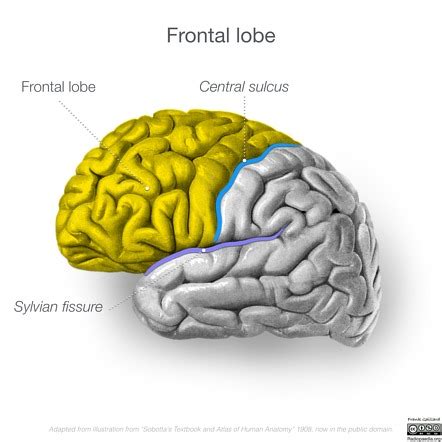 Frontal lobe | Radiology Reference Article | Radiopaedia.org