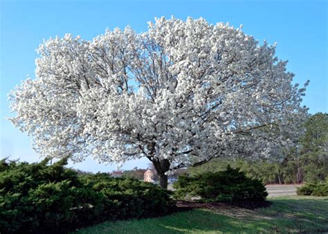 Flowering Dogwood Tree