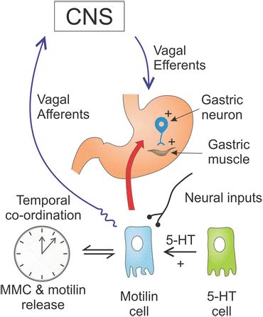 Ghrelin and Motilin Control Systems in GI Physiology and Therapeutics | SpringerLink