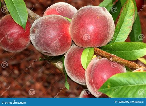 Babcock White Peach, Prunus Persica `Babcock` Stock Photo - Image of ...