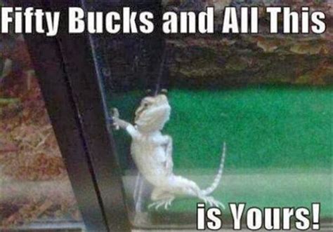 Amazing Creatures: 30 Funny animal captions - part 17 (30 pics)