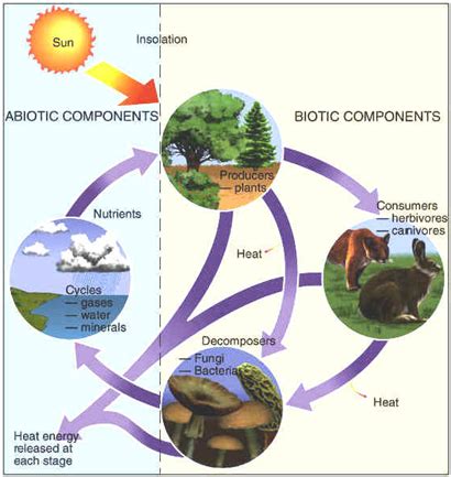 Komponen Biotik Dalam Ekosistem - Dania-has-Reed