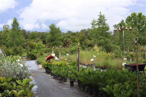 Welcome to Florida Native Plants Nursery | Plants, Florida native ...