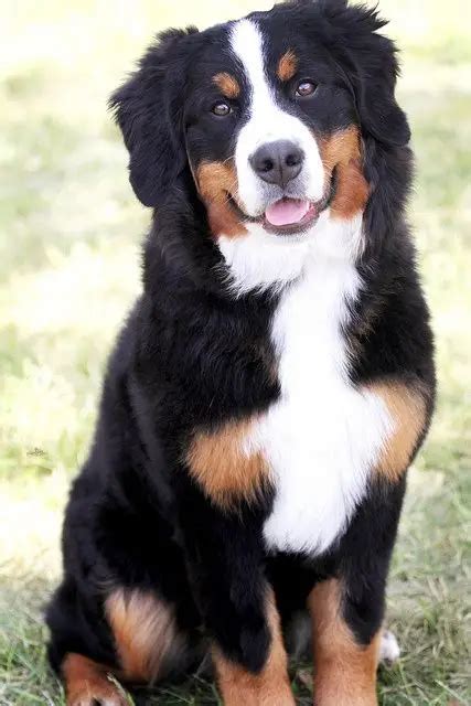 German Shepherd Bernese Mountain Dog Mix Breed Profile