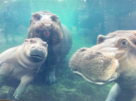 Let's Introduce Pops from Fiona the Hippo: A Love Story | E! News