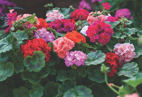 Best expert advice on growing geraniums (pelargoniums) - Suttons Gardening Grow How