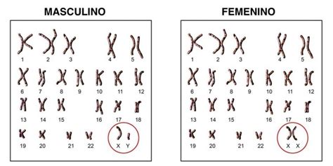 Cromosomas: qué son, función, tipos y características