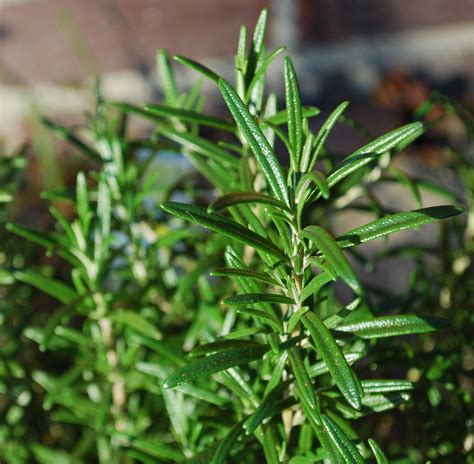 Rosemary: Planting, Growing, and Harvesting Rosemary Plants | The Old Farmer's Almanac