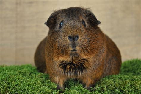 Guinea Pig Smooth Hair Gold Agouti - Free photo on Pixabay - Pixabay