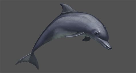 Buy DOLPHIN 3D Models Online | DOLPHIN 3D Models for Download