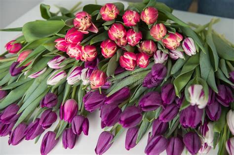 A Large Number of Tulips Red and Purple for a Bouquet Lie on the Kitchen Table Stock Photo ...