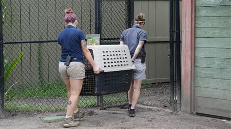 Where ZooTampa Animals Went During Hurricane Milton: Watch the Video ...