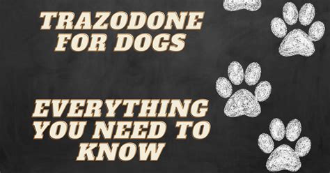 Trazodone for Dogs: Vet-Approved for Anxiety & Aggression - Avenue Dogs