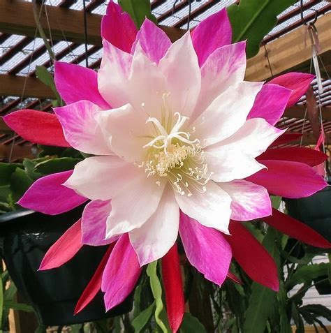 Epiphyllum clown | Kaktus