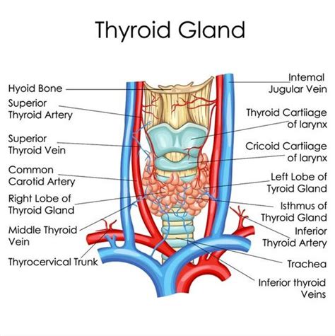 Understanding the Thyroid Gland - Dr.Brian Michael - Gettysburg ...