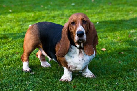 Basset Hound Lifespan And Common Health Problems