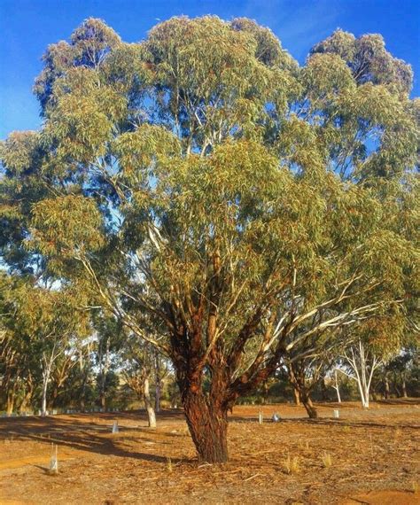 Yellow Gum Eucalyptus | Australian plants, Plants, Tree