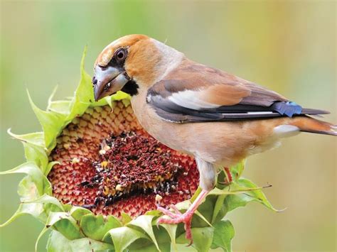 Hawfinch Bird Facts (Coccothraustes coccothraustes) | Birdfact