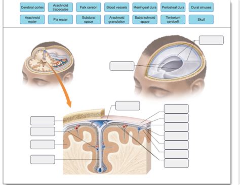 Solved Cerebral cortex Arachnoid trabeculae Falx | Chegg.com