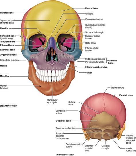 PART 1 THE AXIAL SKELETON - 7.1 The skull consists of 8 cranial bones and 14 facial bones: Human ...