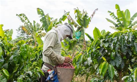 Early contracting: the solution to coffee farmers' credit issues? - Coffee Intelligence