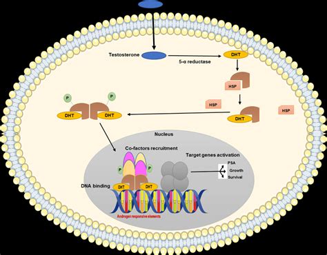 Mechanism of androgen receptor action, adapted from (Feldman and ...