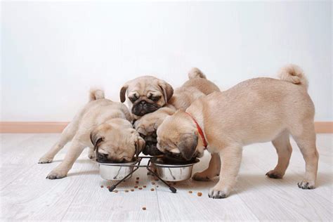 How Much to Feed a Pug (Feeding Chart & Guide)