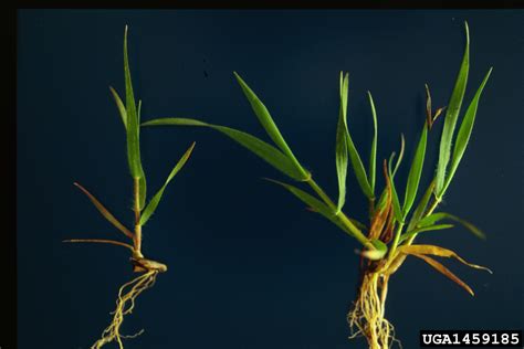 jointed goatgrass, Aegilops cylindrica (Cyperales: Poaceae) - 1459185