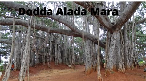 Dodda Alada Mara ( Big Banyan Tree ) | ದೊಡ್ಡ ಆಲದ ಮರ | Bengaluru - YouTube