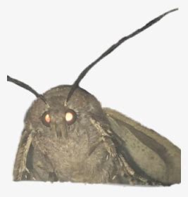 #mothmeme Made A Template For This New Moth Meme So - Moth Meme Transparent Background, HD Png ...