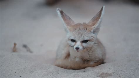 fun facts about fennec fox – Fun Facts For Kids