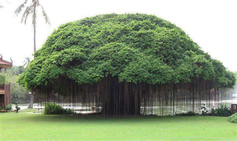 Picture of the Day: Banyan Tree » TwistedSifter