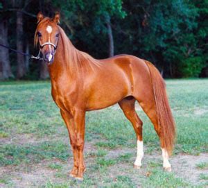 Caspian Horse Breed Information, History, Videos, Pictures