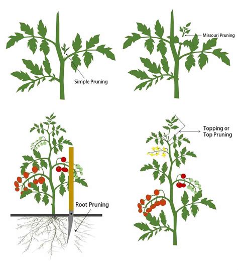 20 Helpful Tips for Pruning Tomato Plants | OFAGS