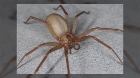 Brown Recluse Spider