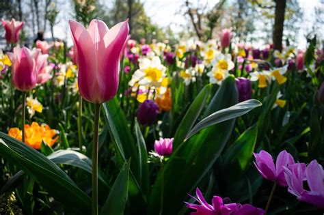 Planning Your Perfect Visit to the Keukenhof Gardens - Travel Gems