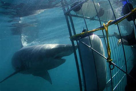 Shark Cage Diving Mossel Bay | Great White Sharks | Top Sightings