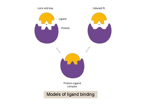 Models of ligand binding