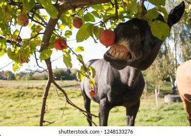 616 Horse eating apple Images, Stock Photos & Vectors | Shutterstock