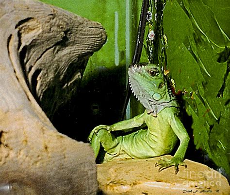 Humorous Iguana Pet Photo Wall Art Photograph by Carol F Austin | Fine Art America