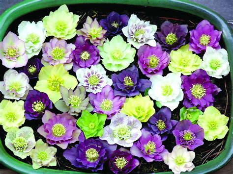 Understanding Helleborus - Greenhouse Grower