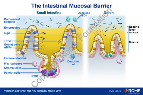 Physiology Motility 02 – The Intestinal Mucosal Barrier – Rome Online