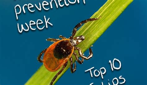 Top 10 Tips for Tick Bite Prevention