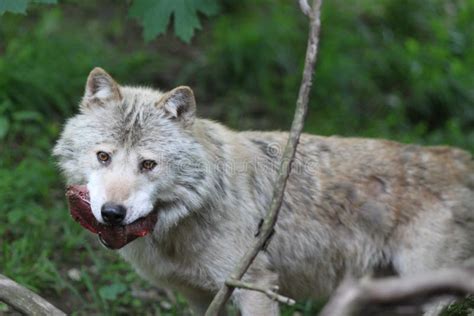 Wolf With Prey Stock Photo - Image: 14414820