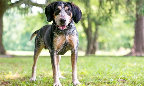 Are Bluetick Coonhounds Family Pets