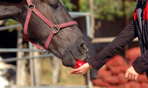 How to Behave Around a Horse - Maryland Pet